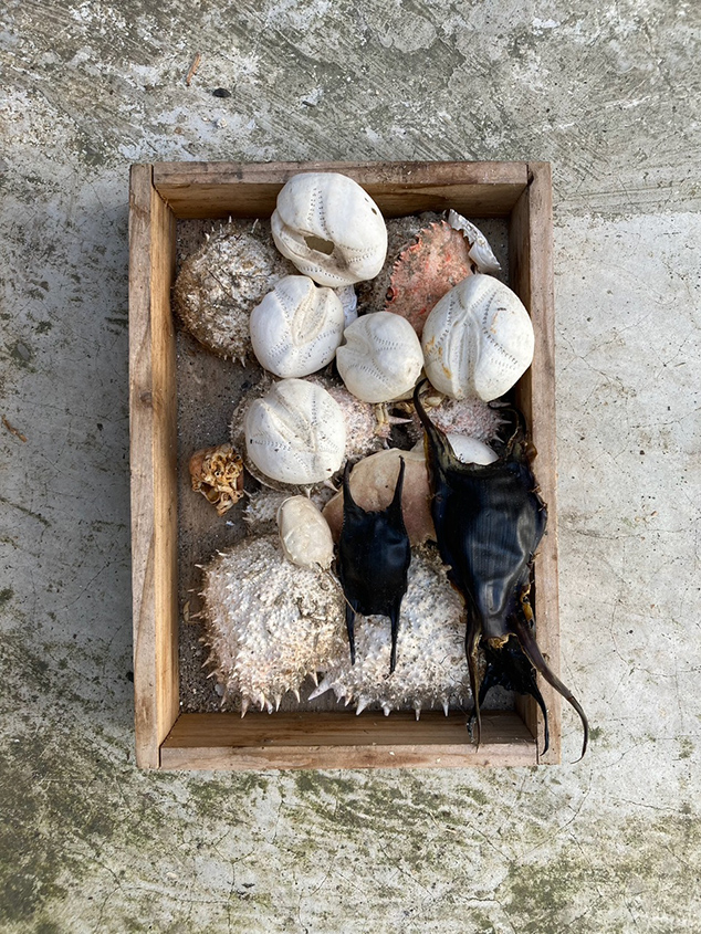 Sea potatoes, spider crabs, and mermaids purses in a wooden crate.