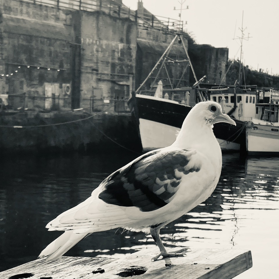 Bird in black and white. Boats in the background