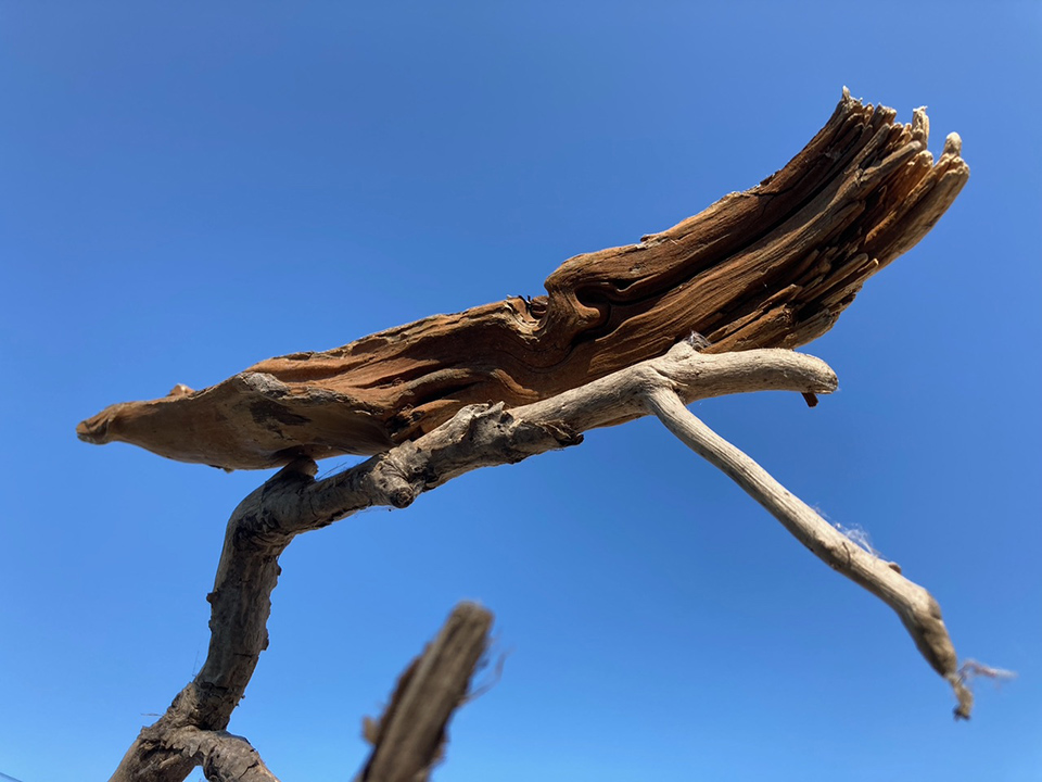 Drift wood backed by a blue sky.