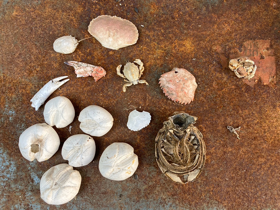 Shells and dried crab on rusted metal.