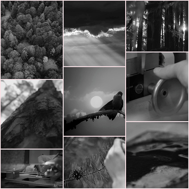 Black and white collage: trees, bird, record cutting, pinecone.